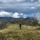Coach Cronshaw on the Australian Alpine Trail during GSER 2018